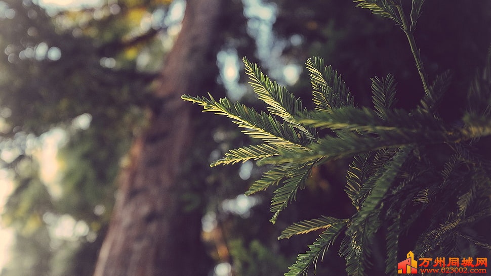 pine-trees-leaves-nature-green-wallpaper-preview.jpg